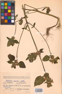 MHA 0 154 297, Galeopsis speciosa Mill., Eastern Europe, Western region (E3) (Russia)