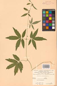 Cardamine bulbifera (L.) Crantz, Eastern Europe, West Ukrainian region (E13) (Ukraine)