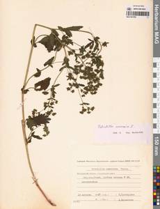 Potentilla norvegica L., Siberia, Chukotka & Kamchatka (S7) (Russia)