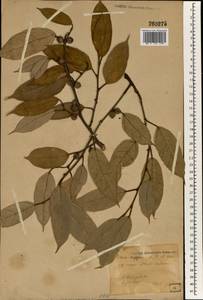 Ficus sarmentosa var. nipponica (Franch. & Savatier) Corner, South Asia, South Asia (Asia outside ex-Soviet states and Mongolia) (ASIA) (Japan)