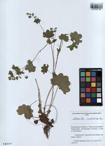 Alchemilla murbeckiana Buser, Siberia, Altai & Sayany Mountains (S2) (Russia)