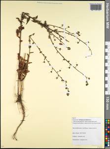 Verbascum blattaria L., Caucasus, Krasnodar Krai & Adygea (K1a) (Russia)