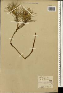 Astragalus caucasicus Pall., Caucasus, Armenia (K5) (Armenia)