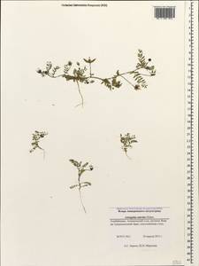 Astragalus asterias Steven, Caucasus, Azerbaijan (K6) (Azerbaijan)