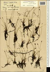 Eleocharis uniglumis (Link) Schult., Crimea (KRYM) (Russia)