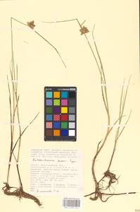 Bolboschoenus maritimus subsp. affinis (Roth) T.Koyama, Eastern Europe, Lower Volga region (E9) (Russia)