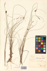 Carex rotundata Wahlenb., Siberia (no precise locality) (S0) (Russia)