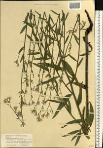 Chondrilla latifolia M. Bieb., Eastern Europe, South Ukrainian region (E12) (Ukraine)