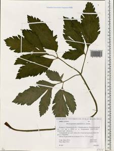 Pleurospermum austriacum (L.) Hoffm., Eastern Europe, Belarus (E3a) (Belarus)