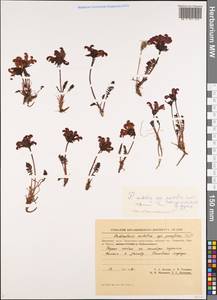Pedicularis sudetica subsp. pacifica Hultén, Siberia, Chukotka & Kamchatka (S7) (Russia)