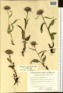 Saussurea nuda var. oxyodonta (Hultén) Vorosch., Siberia, Chukotka & Kamchatka (S7) (Russia)