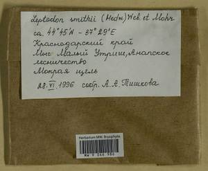 Leptodon smithii (Dicks. ex Hedw.) F. Weber & D. Mohr, Bryophytes, Bryophytes - North Caucasus & Ciscaucasia (B12) (Russia)