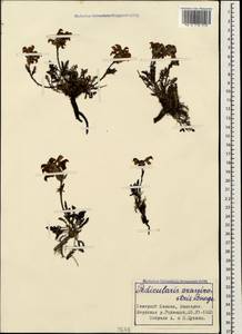 Pedicularis crassirostris Bunge, Caucasus, Stavropol Krai, Karachay-Cherkessia & Kabardino-Balkaria (K1b) (Russia)