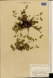 Potentilla argaea Boiss. & Balansa, Caucasus, Armenia (K5) (Armenia)