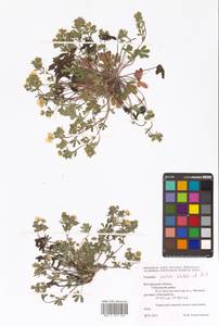 Potentilla patula Waldst. & Kit., Eastern Europe, Central forest-and-steppe region (E6) (Russia)