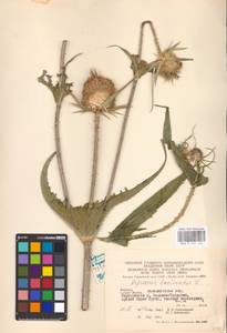 Dipsacus laciniatus L., Eastern Europe, West Ukrainian region (E13) (Ukraine)