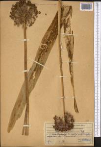Allium altissimum Regel, Middle Asia, Western Tian Shan & Karatau (M3) (Kazakhstan)