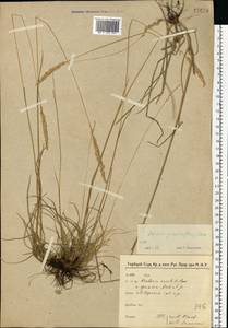 Koeleria pyramidata subsp. pyramidata, Eastern Europe, North-Western region (E2) (Russia)