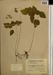 Thalictrum tuberiferum Maxim., Siberia, Russian Far East (S6) (Russia)