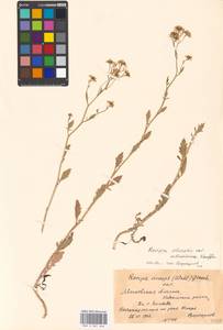 Rorippa sylvestris (L.) Besser, Eastern Europe, Moscow region (E4a) (Russia)