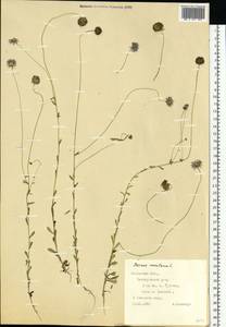 Jasione montana L., Eastern Europe, West Ukrainian region (E13) (Ukraine)