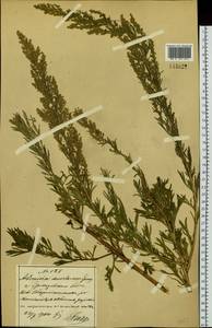 Artemisia desertorum Spreng., Siberia, Russian Far East (S6) (Russia)