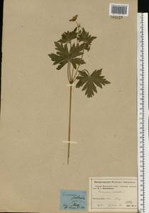 Geranium palustre L., Eastern Europe, Moscow region (E4a) (Russia)