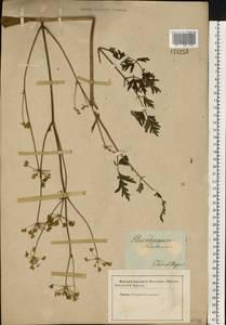 Xanthoselinum alsaticum (L.) Schur, Eastern Europe, South Ukrainian region (E12) (Ukraine)