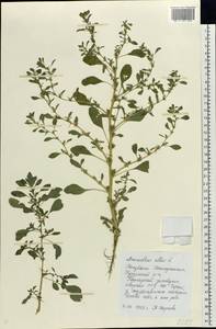 Amaranthus albus L., Eastern Europe, Eastern region (E10) (Russia)