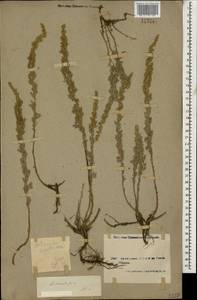 Artemisia austriaca Jacq., Caucasus, Armenia (K5) (Armenia)