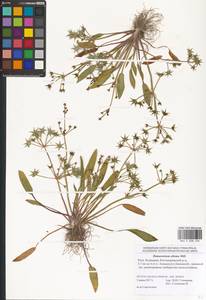 Damasonium alisma Mill., Eastern Europe, Lower Volga region (E9) (Russia)