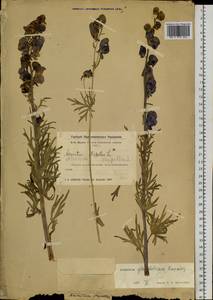 Aconitum glandulosum Rapaics, Siberia, Altai & Sayany Mountains (S2) (Russia)