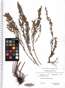Artemisia austriaca Jacq., Eastern Europe, Middle Volga region (E8) (Russia)