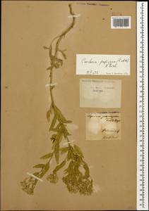 Lepidium chalepense L., Caucasus, Azerbaijan (K6) (Azerbaijan)