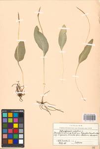 Ophioglossum vulgatum L., Eastern Europe, Moscow region (E4a) (Russia)