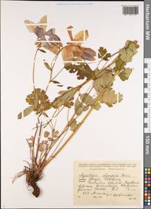 Aquilegia olympica Boiss., Caucasus, Georgia (K4) (Georgia)