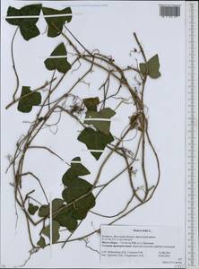 Hedera helix L., Eastern Europe, Belarus (E3a) (Belarus)