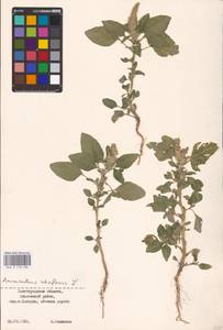 Amaranthus retroflexus L., Eastern Europe, Lower Volga region (E9) (Russia)