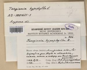 Targionia hypophylla L., Bryophytes, Bryophytes - Russian Far East (excl. Chukotka & Kamchatka) (B20) (Russia)