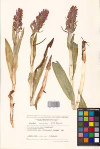 Dactylorhiza incarnata subsp. cruenta (O.F.Müll.) P.D.Sell, Eastern Europe, Moscow region (E4a) (Russia)