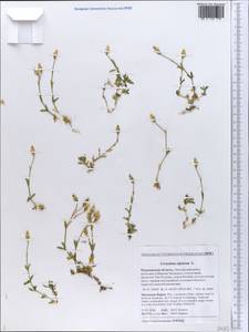Cerastium alpinum L., Eastern Europe, Northern region (E1) (Russia)