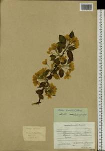 Malus baccata (L.) Borkh., Siberia, Russian Far East (S6) (Russia)