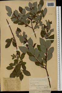 Salix caprea × starkeana, Eastern Europe, Central forest-and-steppe region (E6) (Russia)