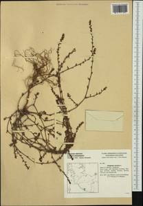 Polygonum aviculare L., Western Europe (EUR) (Germany)