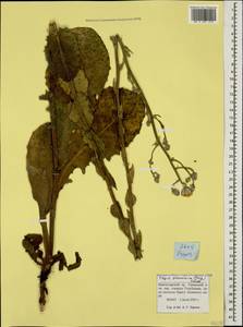 Crepis pannonica (Jacq.) C. Koch, Caucasus, Krasnodar Krai & Adygea (K1a) (Russia)