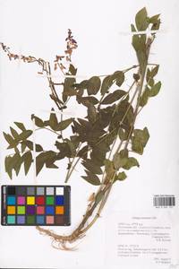 Galega orientalis Lam., Eastern Europe, Moscow region (E4a) (Russia)