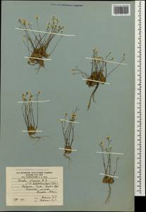 Draba siliquosa M.Bieb., Caucasus, South Ossetia (K4b) (South Ossetia)