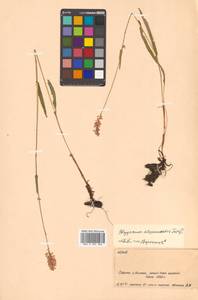 Bistorta alopecuroides (Turcz. ex Kom.) Nakai, Siberia, Russian Far East (S6) (Russia)