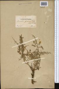 Convolvulus fruticosus Pall., Middle Asia, Muyunkumy, Balkhash & Betpak-Dala (M9) (Kazakhstan)