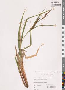 Carex utriculata Boott, Siberia, Chukotka & Kamchatka (S7) (Russia)